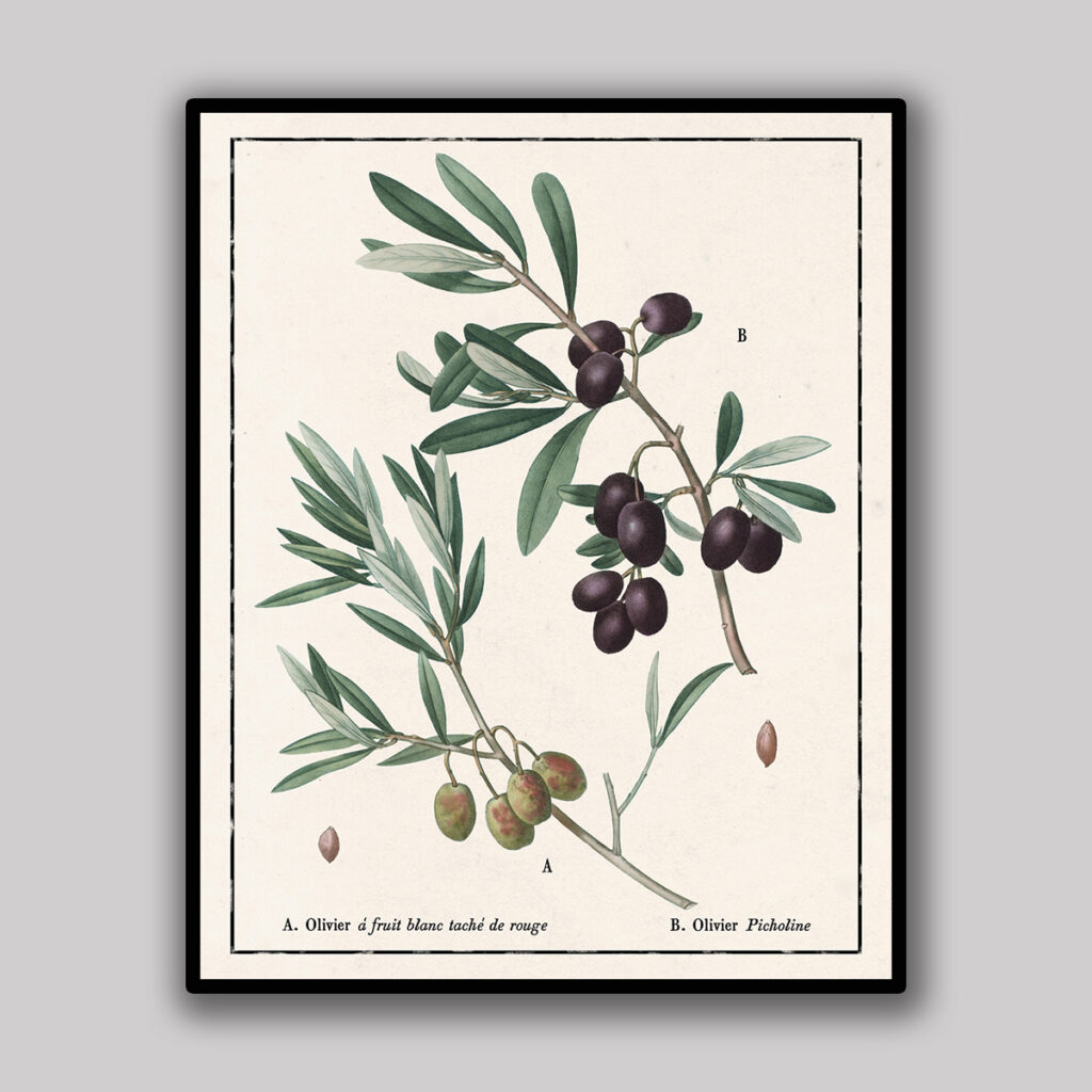 Picholine Olive Branch Study