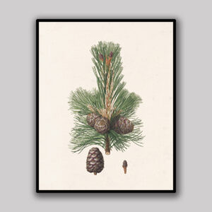Ivory Pine Cone Branch