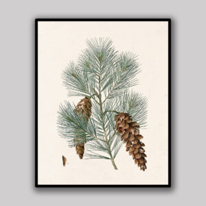 Pine Branch with Hanging Cones