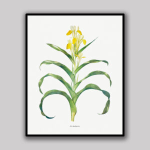 Yellow Iris