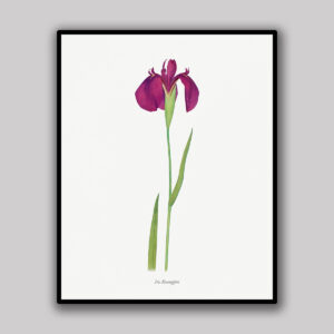 Purple Iris
