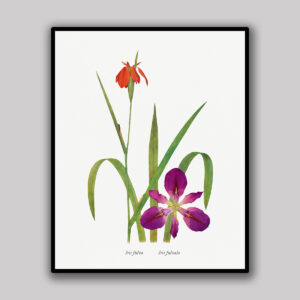 Iris Species
