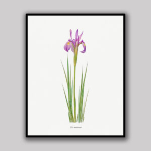 Mountain Iris