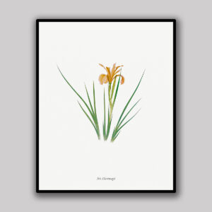 Harrington Iris