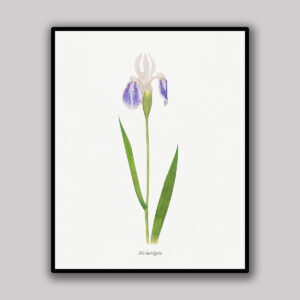 Purple & White Iris