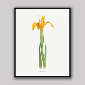 Golden Iris