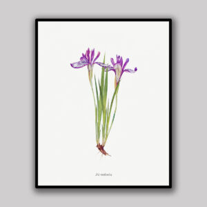 Purple Wild Iris