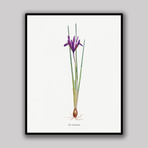 Reticulated Iris