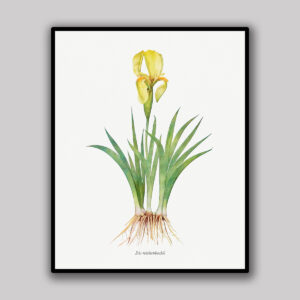 Sunlit Iris