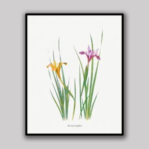 Wild Iris Pair