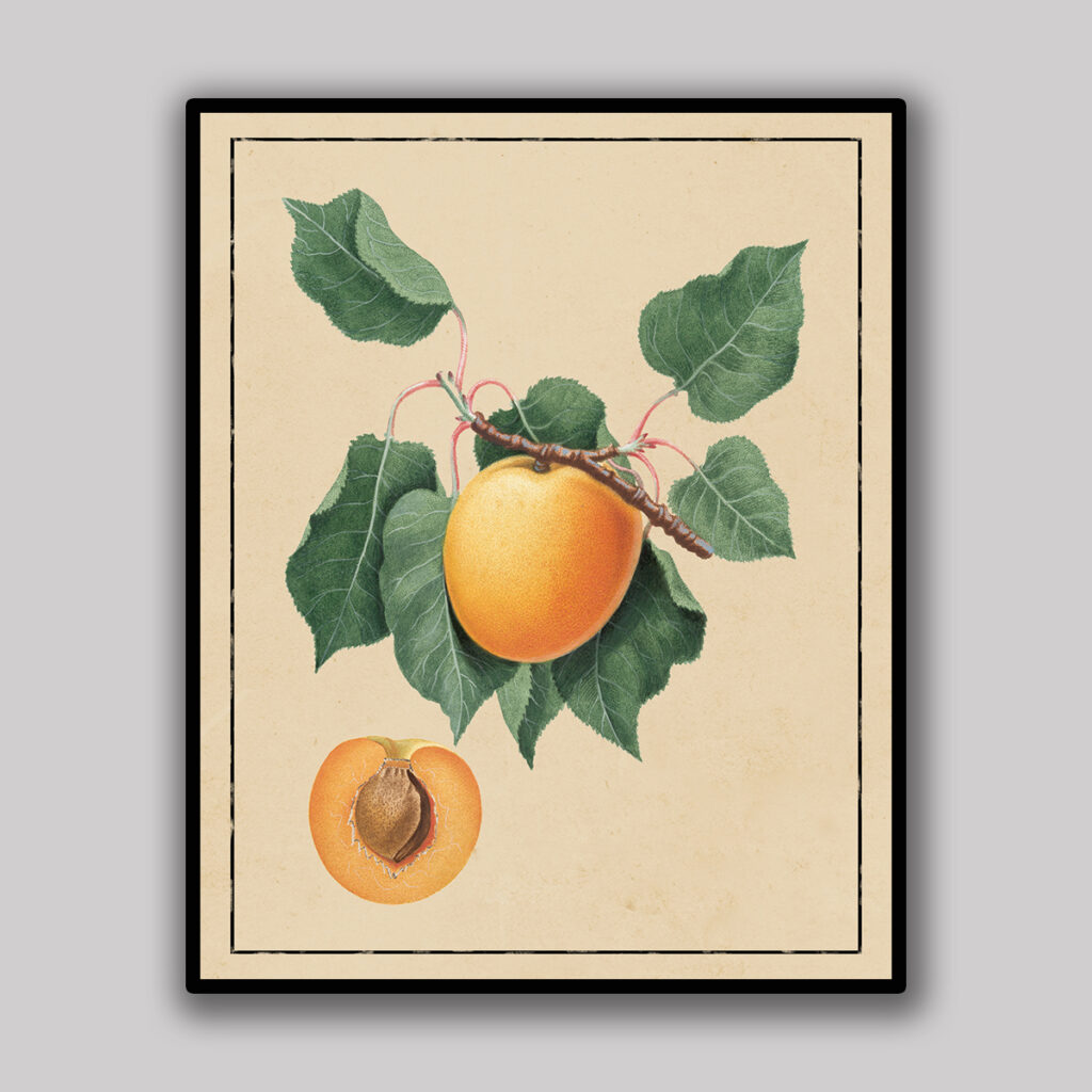 Apricot Botanical Study
