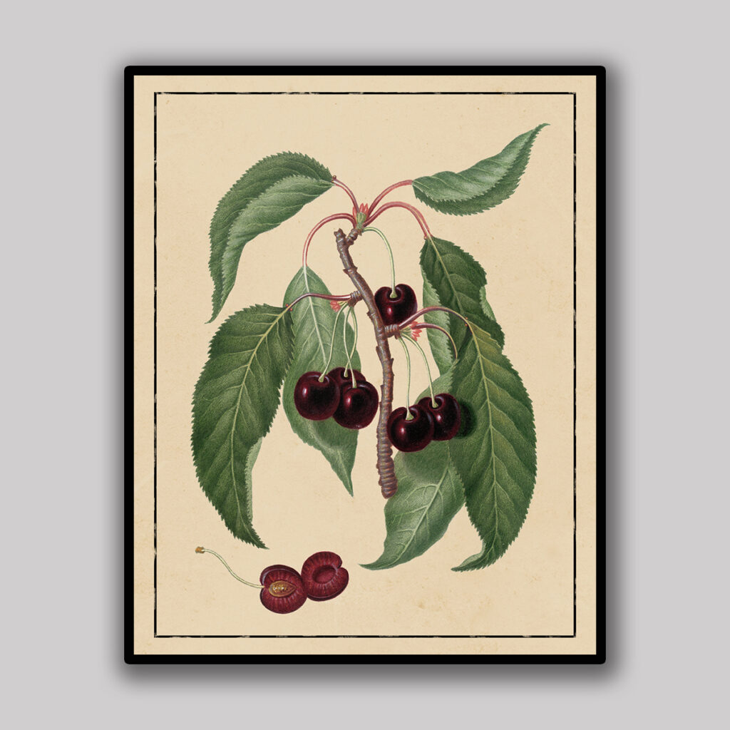 Cherry Botanical Study