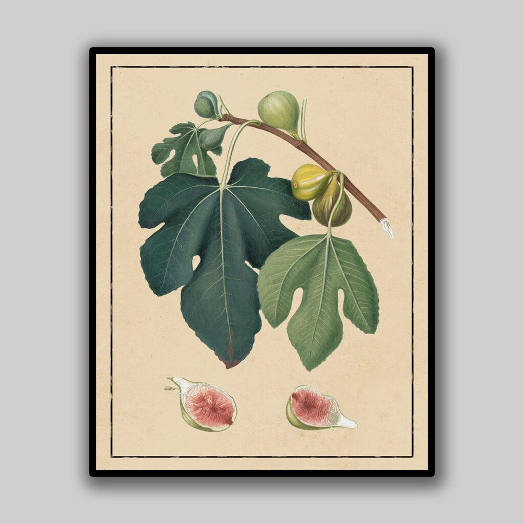 Fig Botanical Study