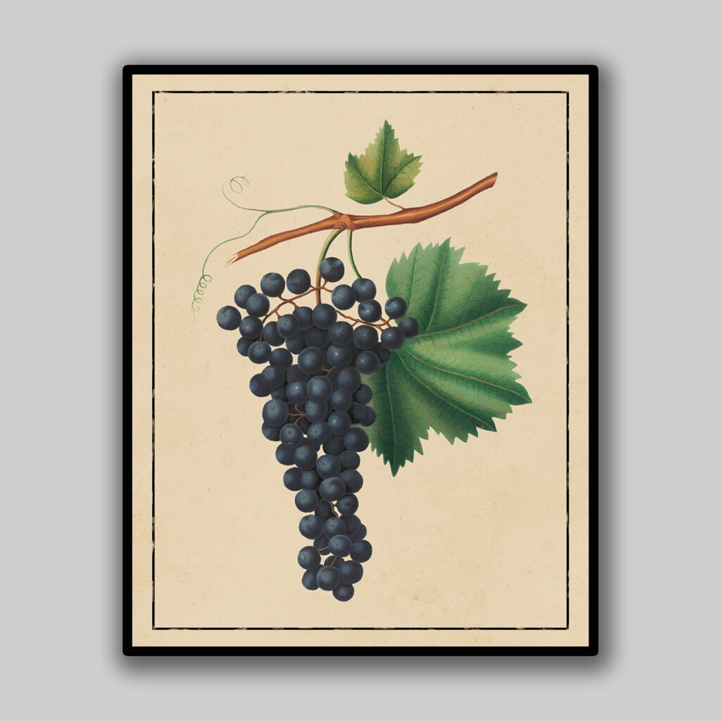 Grape Botanical Study