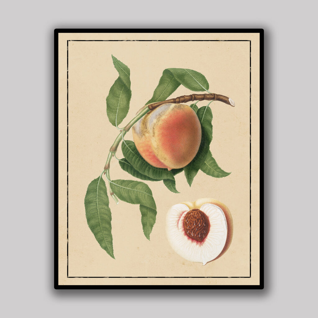 Peach Botanical Study