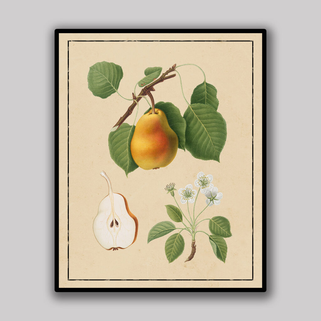 Pear Botanical Study