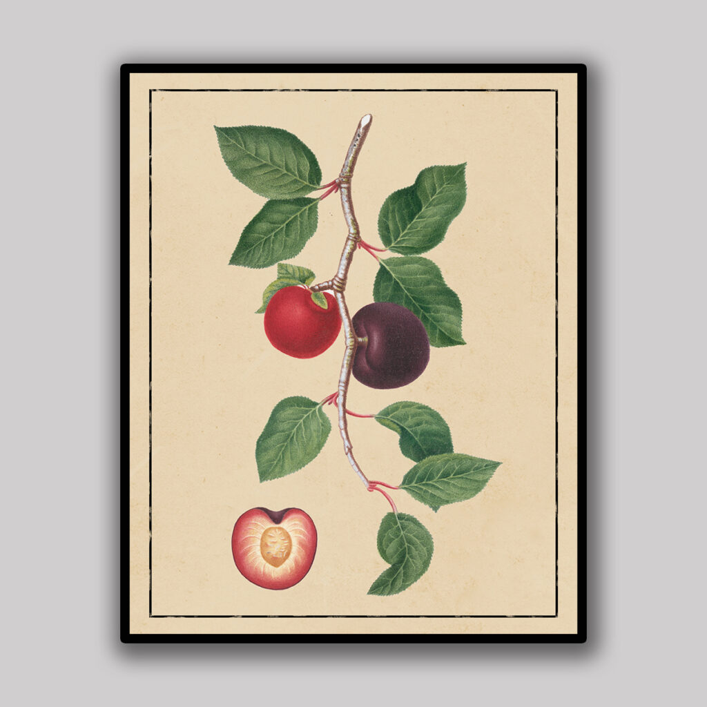 Plum Botanical Study