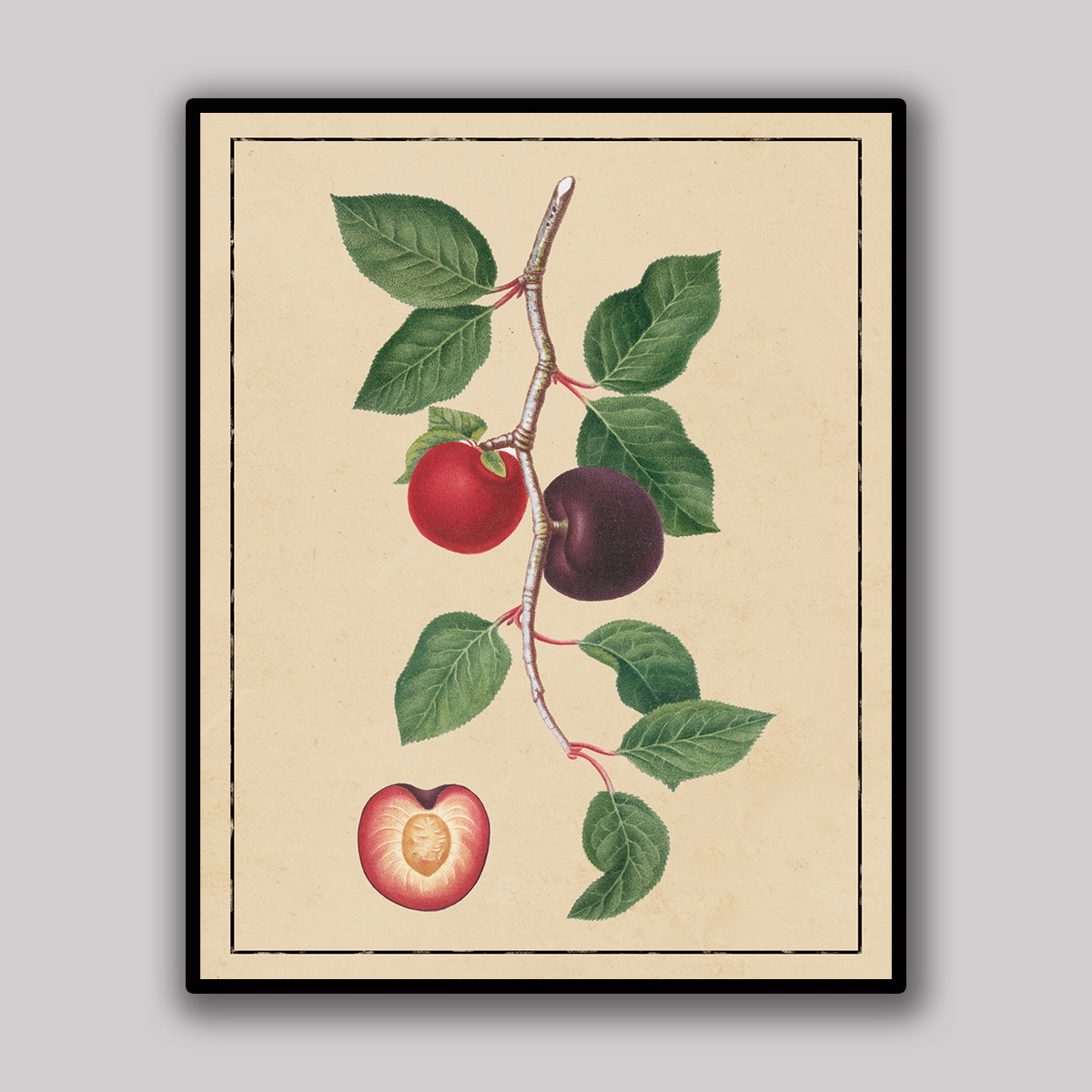 Plum Botanical Study