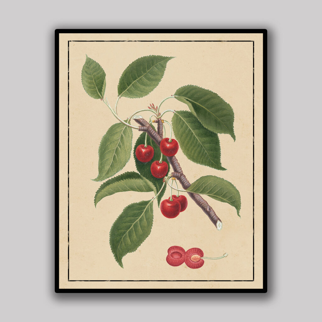 Red Cherry Botanical Study