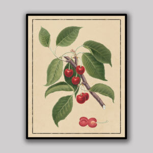 Red Cherry Botanical Study