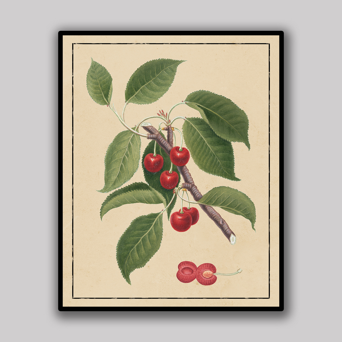 Red Cherry Botanical Study