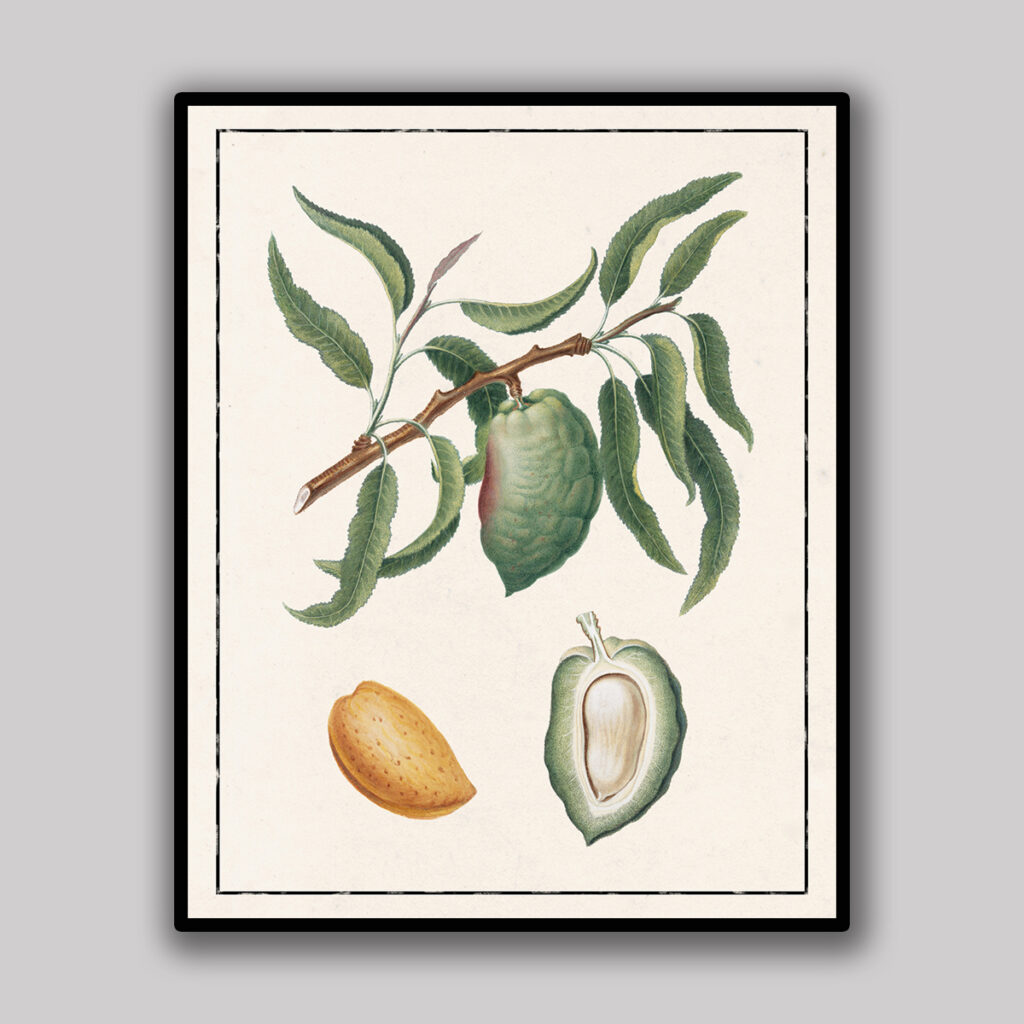 Almond Botanical Study Light