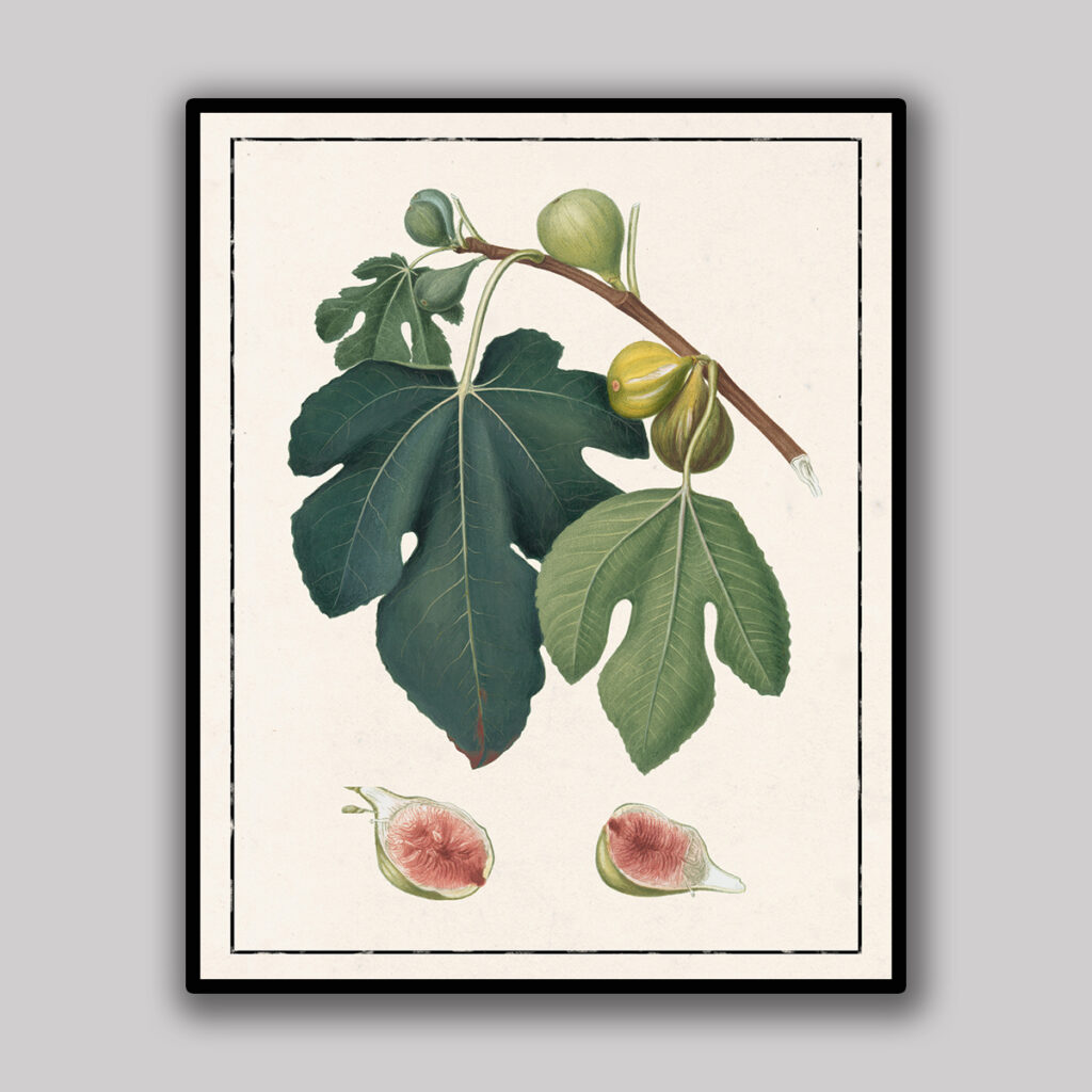 Fig Botanical Study Light