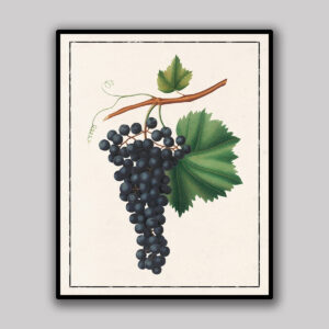Grape Botanical Study Light