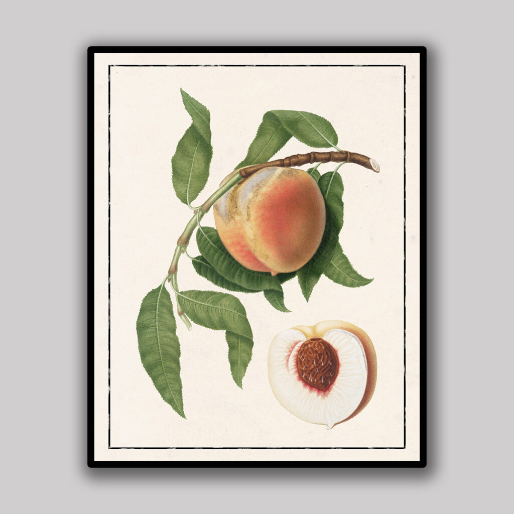 Peach Botanical Study Light