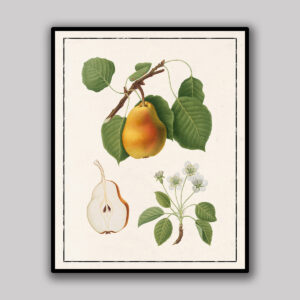 Pear Botanical Study Light