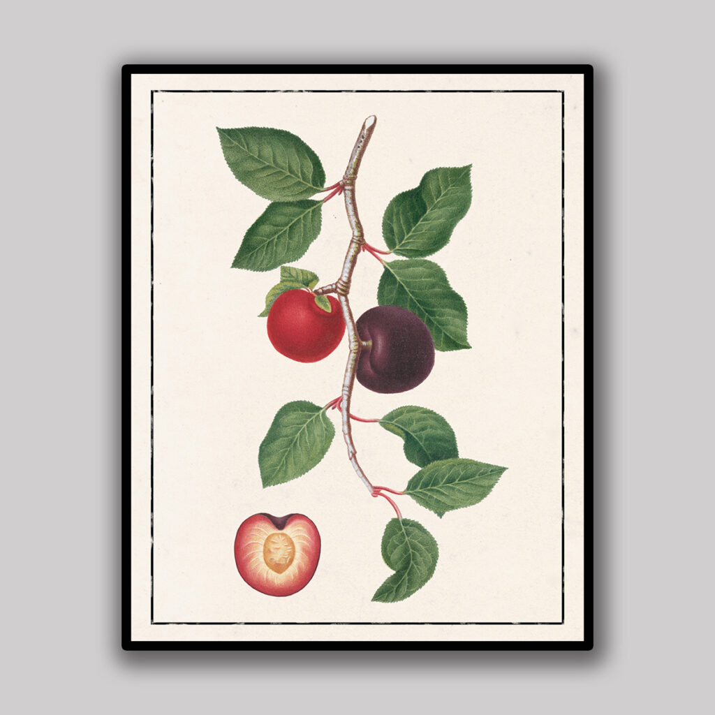 Plum Botanical Study Light