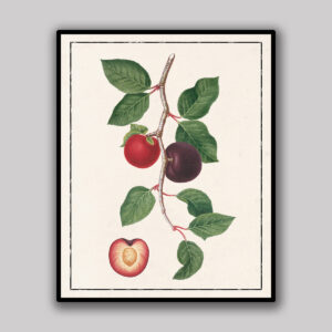 Plum Botanical Study Light