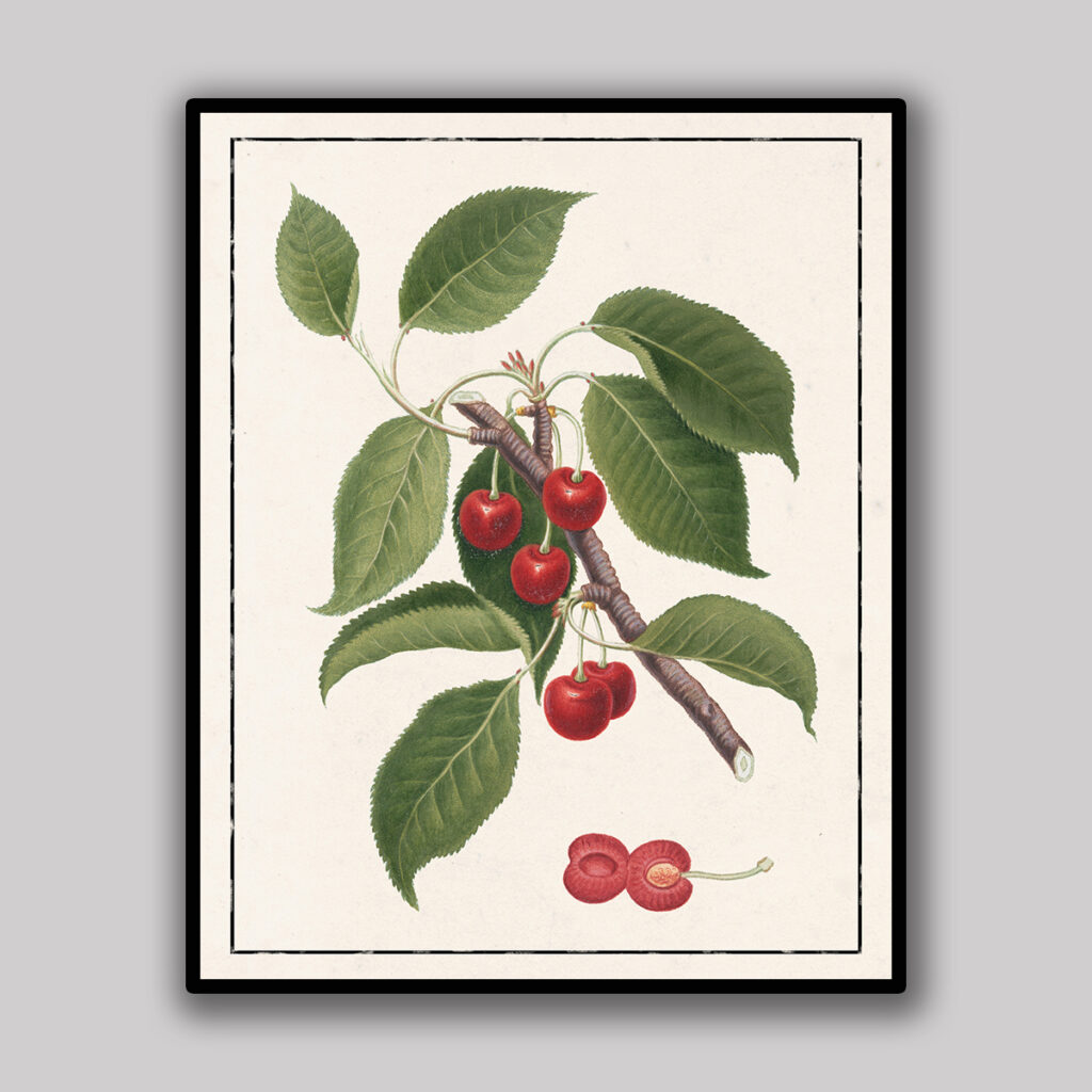 Red Cherry Botanical Study Light