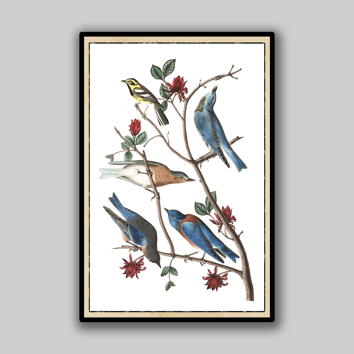 Songbirds on Scarlet Branch with Ivory Edge