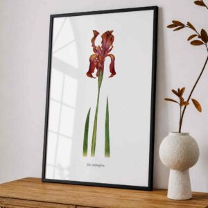 Crimson Iris