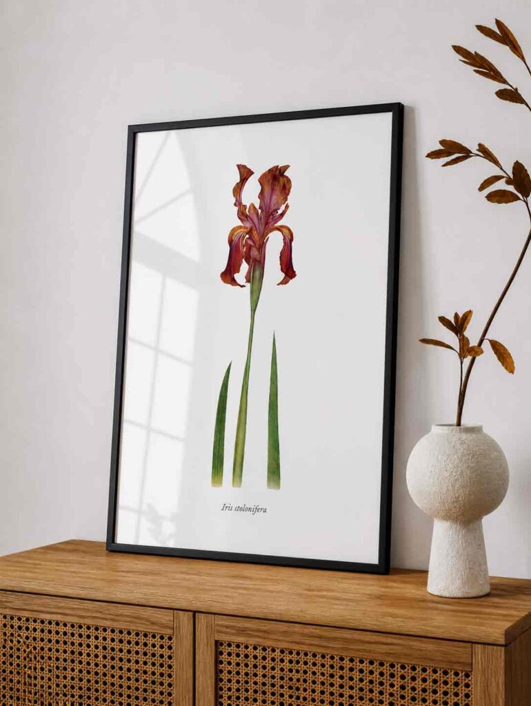 Crimson Iris