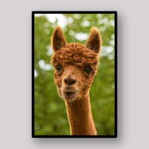 Alpaca Forest Portrait