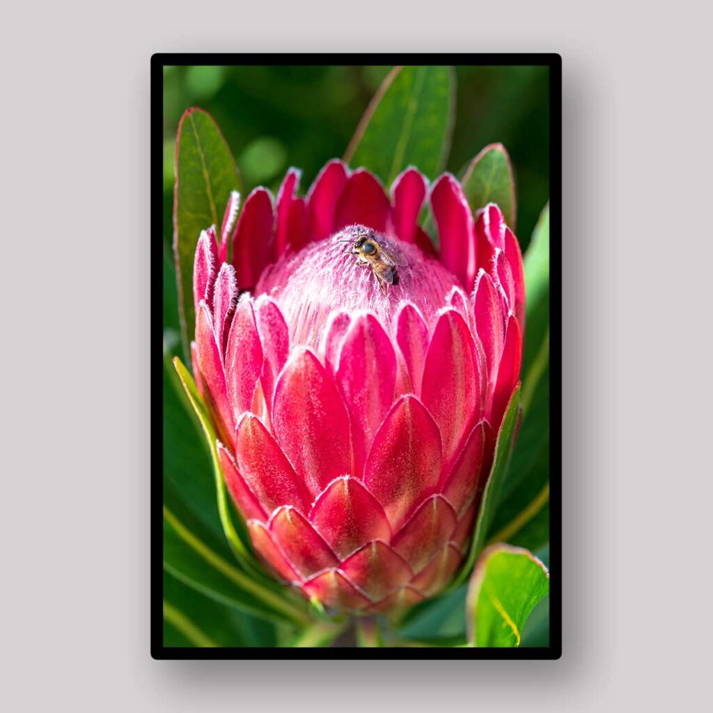 Blush Protea Bloom