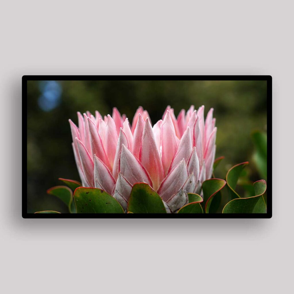 Blush Protea Crown