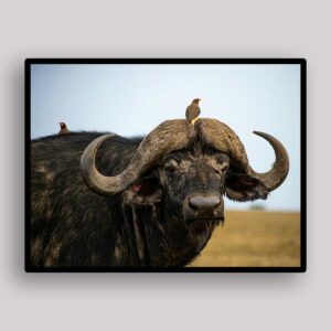 Buffalo Bird Perch