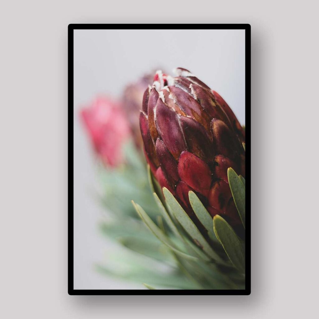 Burgundy Protea Bud