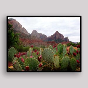 Cactus Canyon Vista