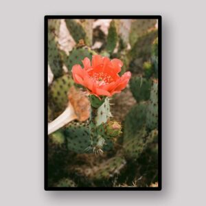 Cactus Flower Bloom