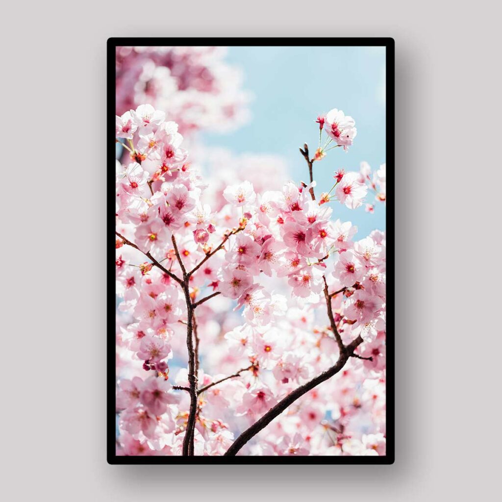 Cherry Blossom Branch