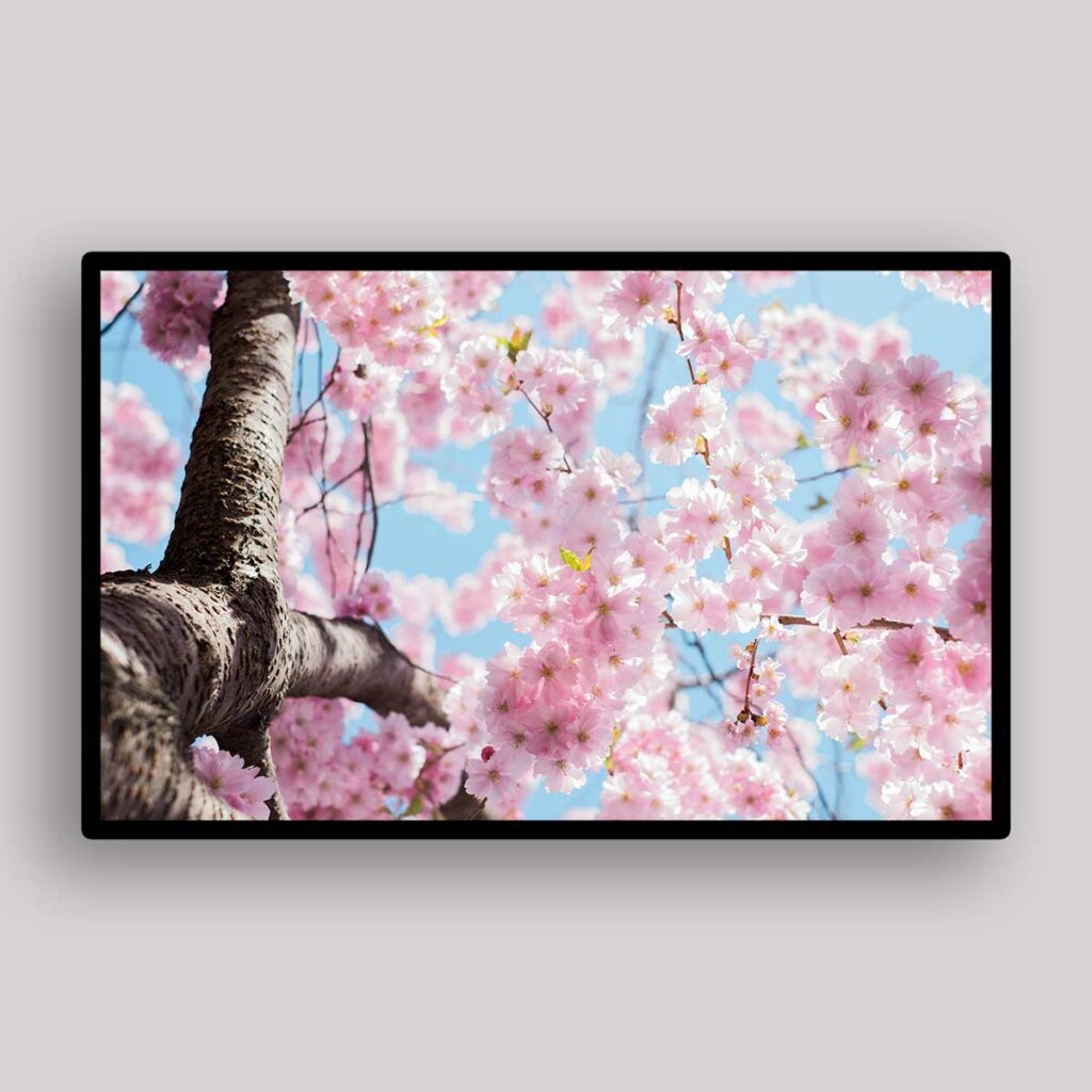 Cherry Blossom Canopy