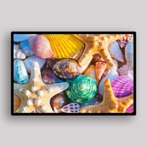 Colorful Shell Treasure