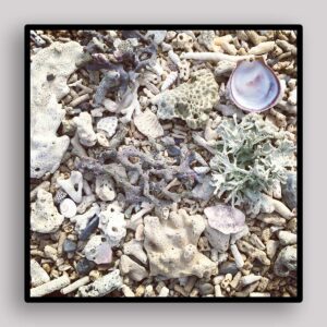 Coral Shell Fragment