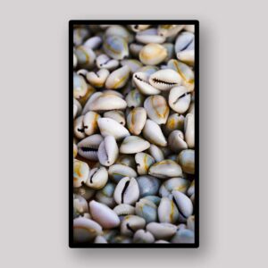 Cowrie Shell Texture