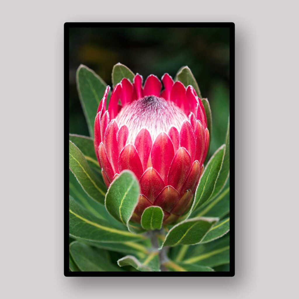 Crimson Protea Bud