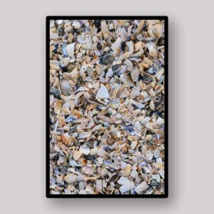 Crushed Shell Texture